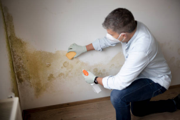 Best Forensic Mold Investigation  in Rothsville, PA